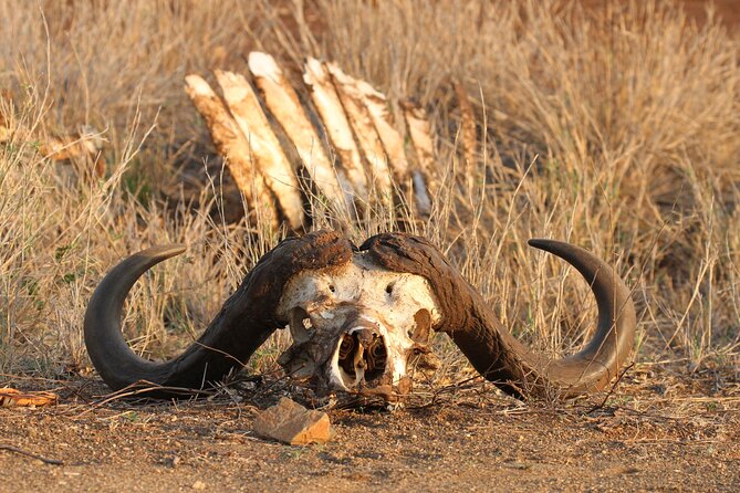 Kruger Park - Full day - Private safari vehicle - A fast Big Five day from Hoedspruit, starting at 5:30am