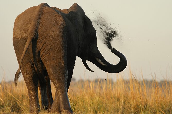 Kruger Park - Full day - Private safari vehicle - Satara Rest Camp: the longest wildlife block