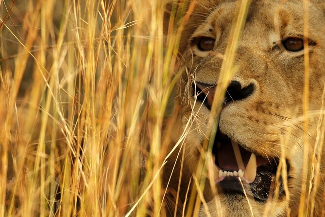 Kruger Park - Full day - Private safari vehicle - Price and value: what you get for $187.58 per person