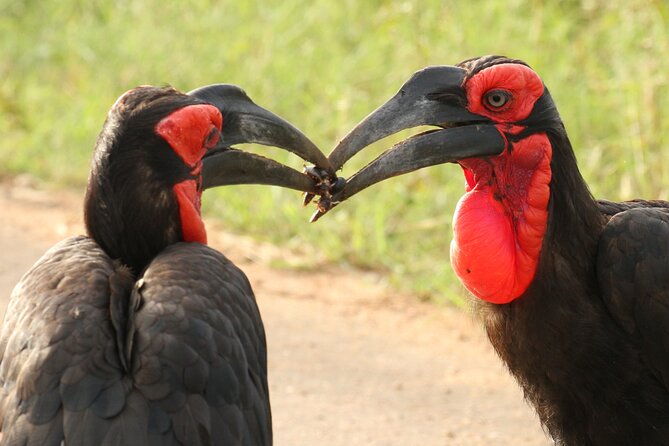 Kruger Park - Full day - Private safari vehicle - What the guide style really changes in the day