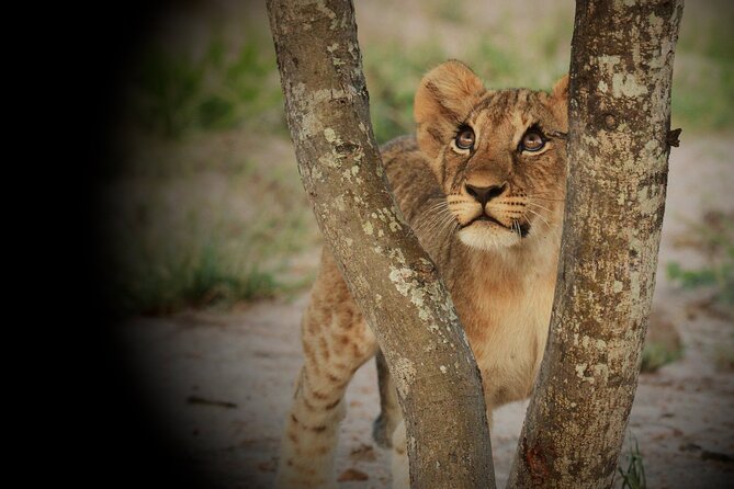 Kruger Park - Full day - Private safari vehicle - Should you book this Kruger full-day private safari?