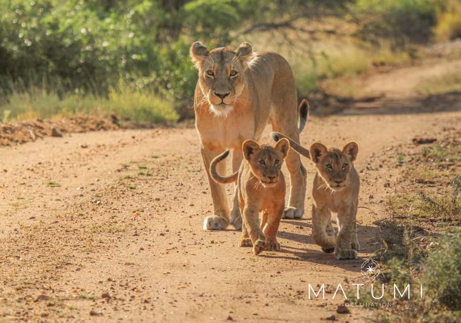 Kruger Park Full Day Safari From Hoedspruit - Key things to know before you go
