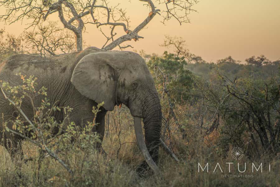 Kruger Park Full Day Safari From Hoedspruit - Getting started at Rhino Convention Centre, then into Kruger