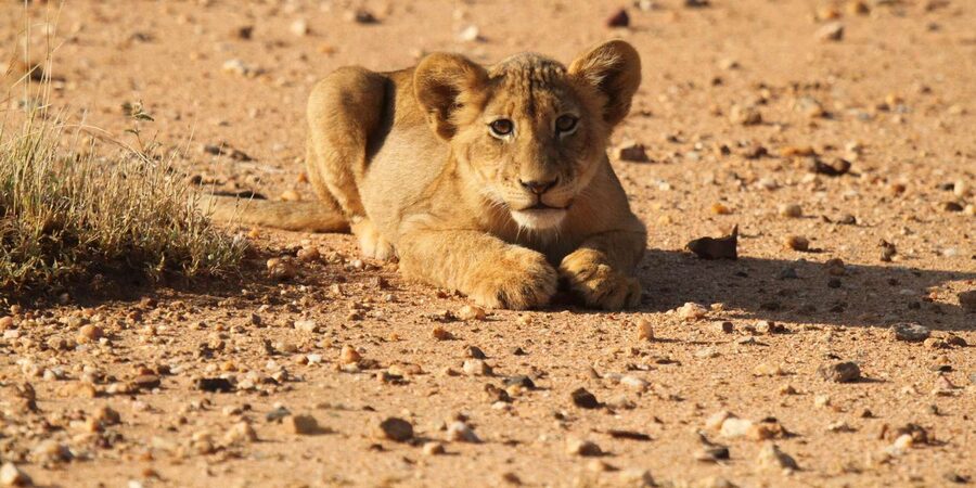 Kruger Park Full Day Safari From Hoedspruit - Planning the long day: about 8 hours in the park
