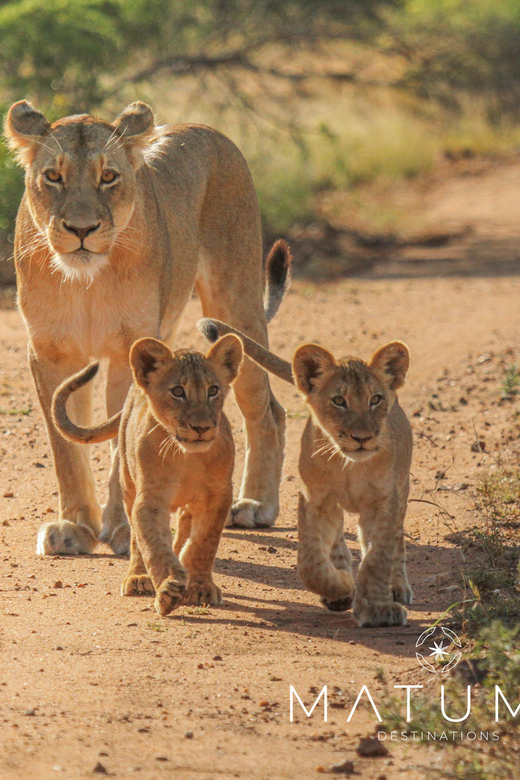 Kruger Park Full Day Safari From Hoedspruit - Big 5 chances: how to turn sightings into real memories