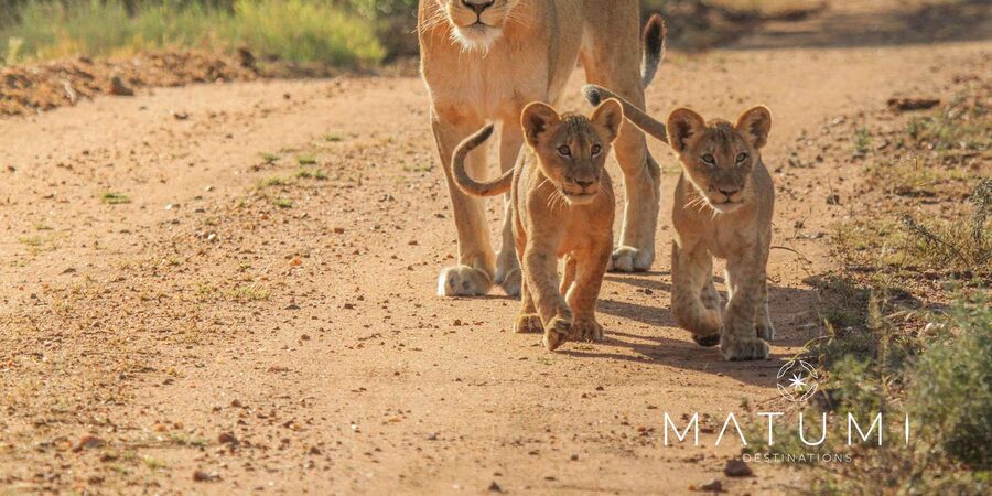 Kruger Park Full Day Safari From Hoedspruit - What to bring for comfort in an open safari vehicle