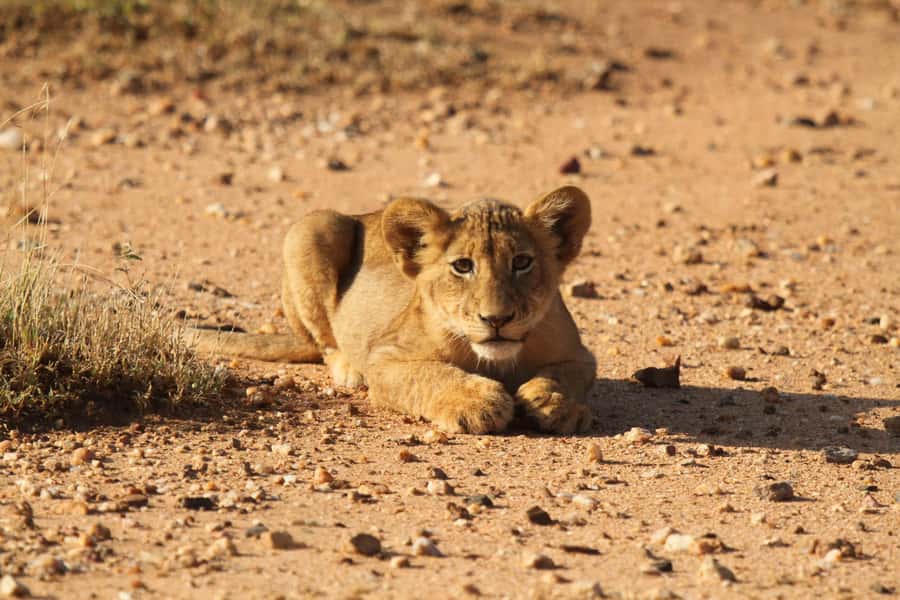 Kruger Park Full Day Safari From Hoedspruit - The open-vehicle game drive: why it feels so different