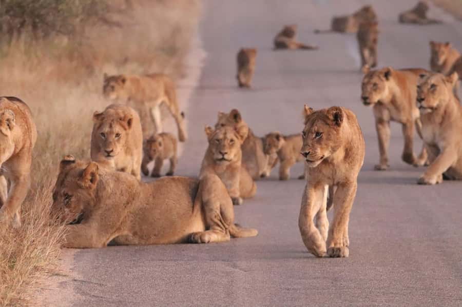 Kruger Park Safari from Maputo - Key things I’d focus on