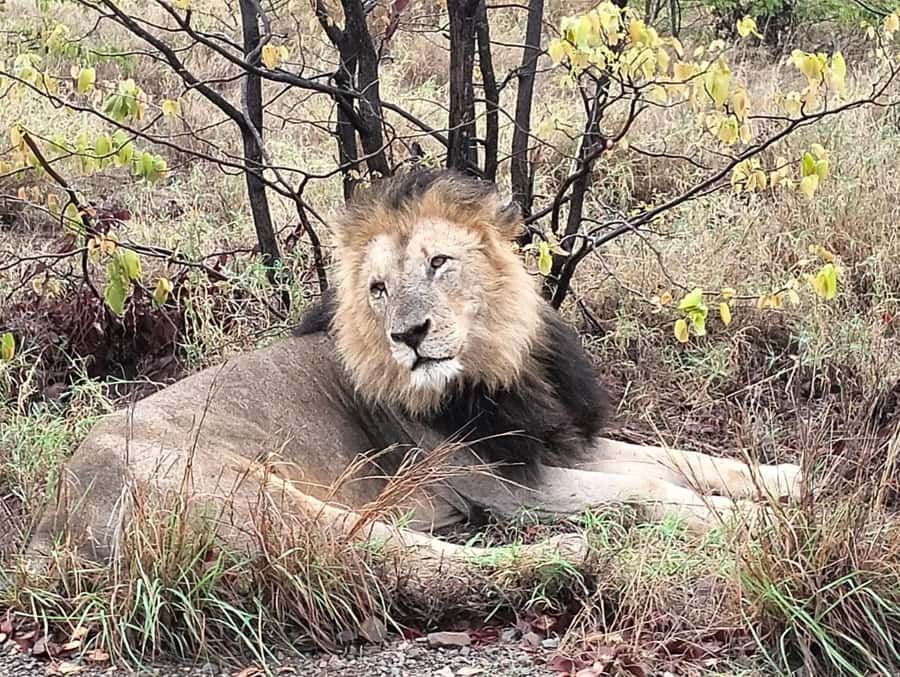 Kruger Park Safari from Maputo - One-Day Kruger from Maputo: what you’re really buying