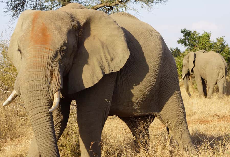 Kruger Park Safari from Maputo - Into Kruger: how the open-backed safari car changes the game