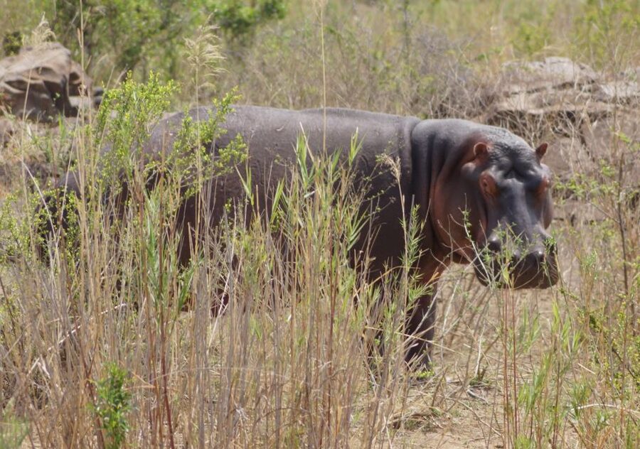 Kruger Park Safari from Maputo - Big Five searching in Kruger’s southern area, with a real nature guide