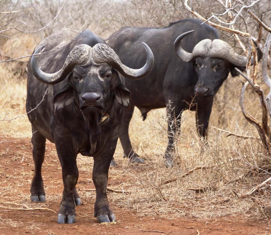 Kruger Park Safari from Maputo - Getting back across the border: plan for the wrap-up