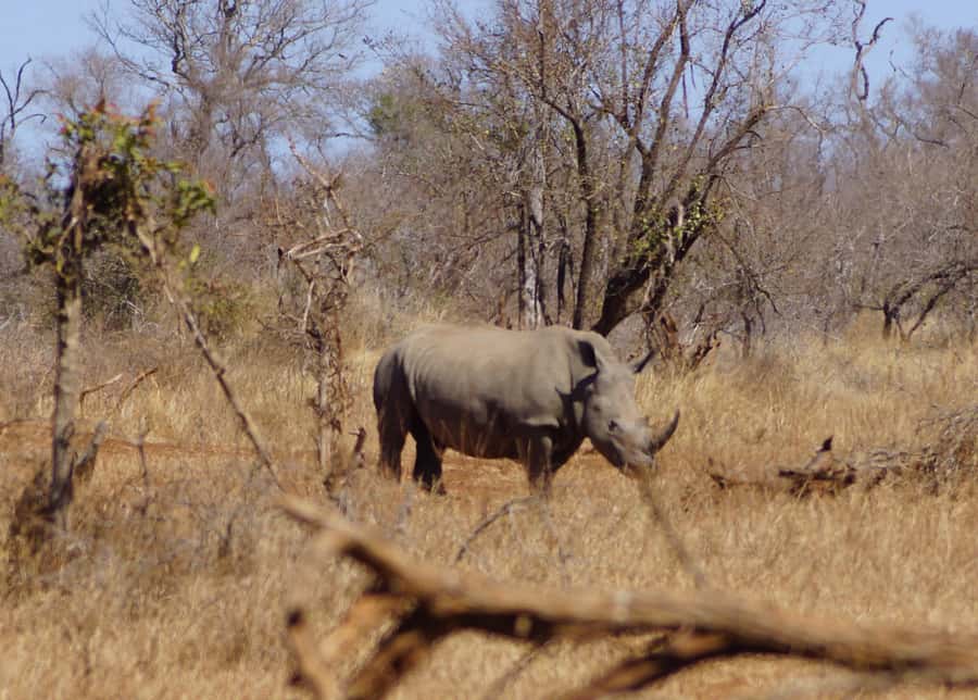 Kruger Park Safari from Maputo - Pickup to park gate: why timing matters on a 13-hour day