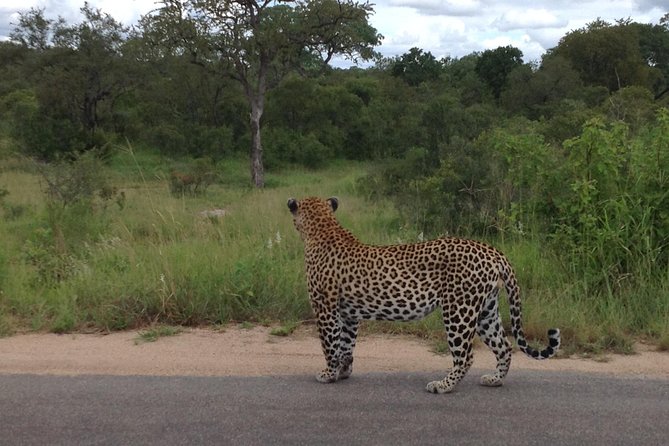 Kruger Park Safari: Guided Day Tour from Nelspruit - How the 5:00 am Departure Changes Everything