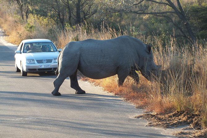 Kruger Park Safari: Guided Day Tour from Nelspruit - The Packed Lunch Reality: What’s Included and What You Should Plan For