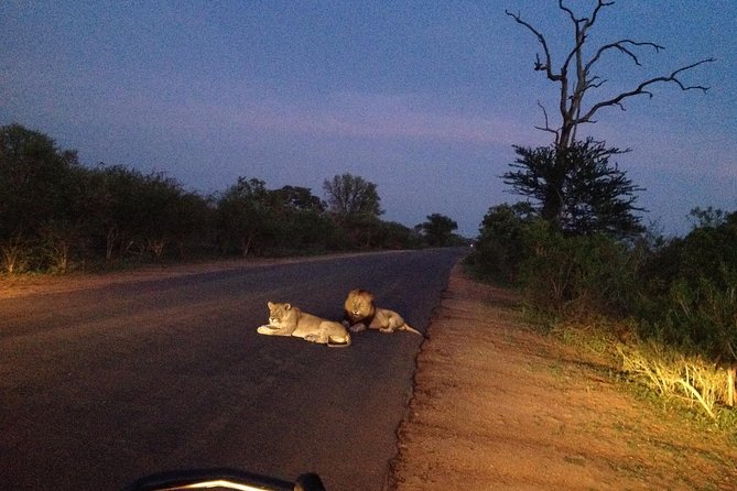 Kruger Park Safari: Guided Day Tour from Nelspruit - Stop-by-Stop: What the Day Feels Like from First Gate to Last Drive