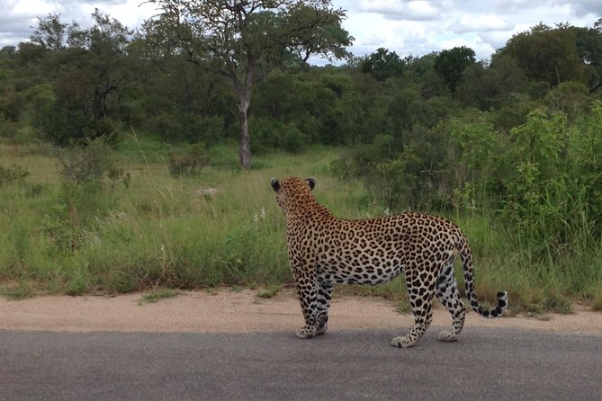 Kruger Park Safari: Guided Day Tour from Nelspruit - Guides Matter: When Dave, Ciska, Werner, or Ted Are in the Vehicle