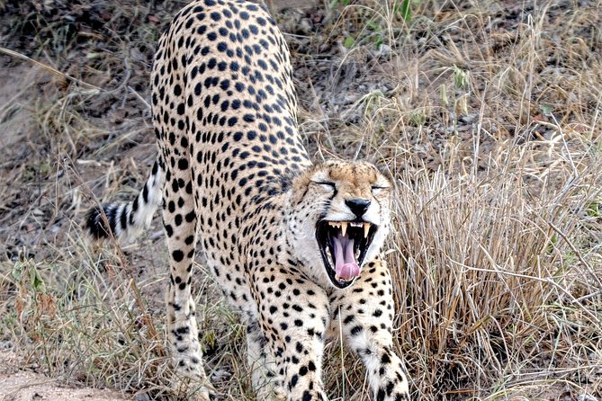 Kruger Park Safari: Guided Day Tour from Nelspruit - What You’re Really Paying For at About $94.90