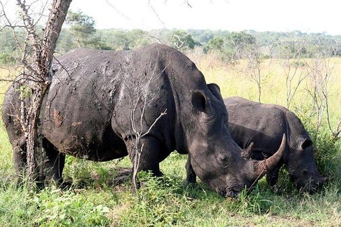 Kruger Park Safari - Half Day Game Drive from Hazyview - Price and value, what you get for about $81