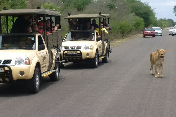 Kruger Park Safari Private Full-Day Tour from Marloth Park - The Day’s Flow Inside Kruger: One Long Game-Drive Block