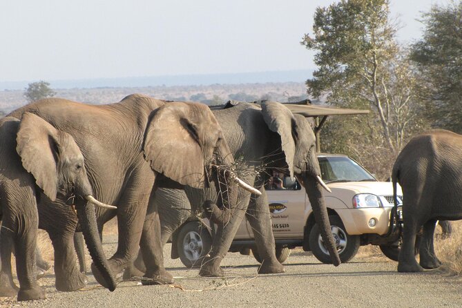 Kruger Park Safari Private Full-Day Tour from Marloth Park - Flexible Exit: Leaving When You’ve Had Enough