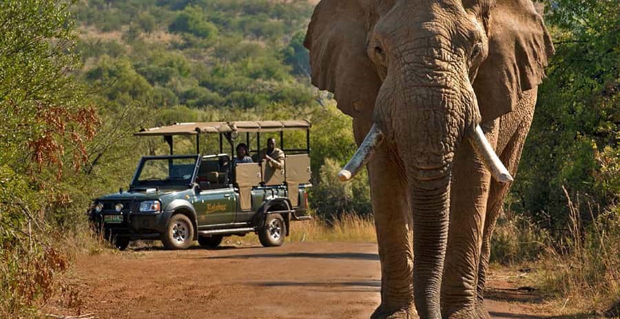 Kruger Park Scheduled Full day Safari Drive from Hoedspruit - Open Safari Vehicle Comfort, Plus the Cold Truth