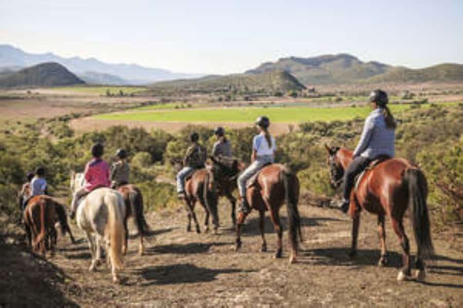 Kudu Trail Horse Riding Experience - Horses and Guides: How Comfort and Control Actually Work