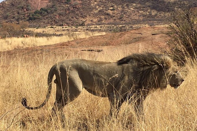 Lesedi cultural village and lion mini safari - A Culture Plus Lion Safari Day Around Johannesburg