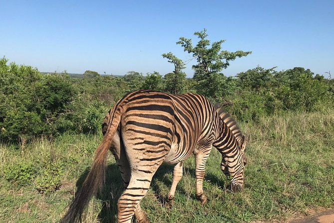 Lesedi cultural village and lion mini safari - Traditional Buffet Lunch at Lesedi: Fuel for the Safari Drive