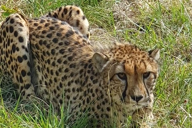 Lesedi cultural village and lion mini safari - Why This $225.42 Price Feels Fair for a Full-Day Combo