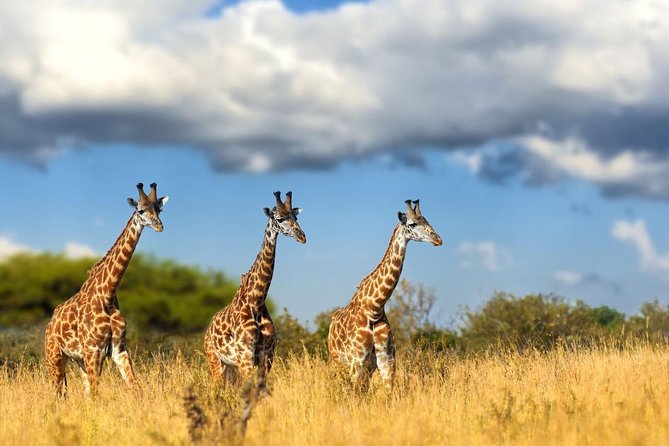 Lesedi Cultural Village and Lion Park Day Tour from Johannesburg - Price and Value: What $219.39 Pays For in a 10-Hour Tour