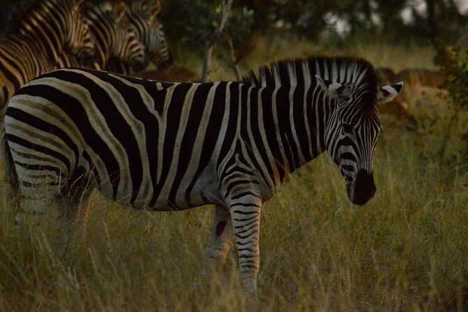 Lesedi Cultural Village and Lion Park tour - Lion Park Mini Safari: Seeing Predators and Big Animals Up Close