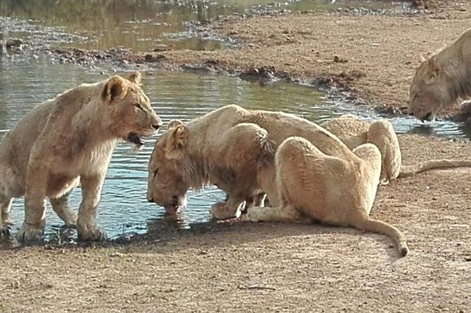 Lesedi Cultural Village and Lion Park tour - The Traditional Drumming and Dance Segment: Why It’s More Than Entertainment