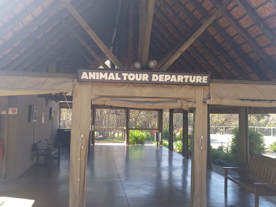 Lion park - Key things you should know before you go