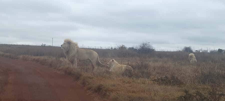 Lion park - Price and value: is $183 per person fair for this format?