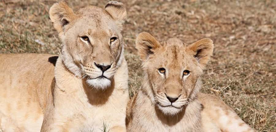 Lion Park Tour in Open Safari Vehicle - Key Points You Should Know Before You Go