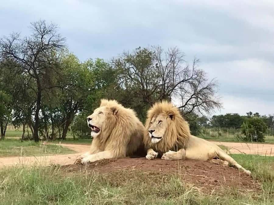 Lion Park Tour in Open Safari Vehicle - Lion Education That Adds Meaning to the Wildlife