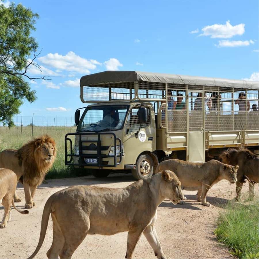 Lion Park Tour in Open Safari Vehicle - Price and Value: Is $118 for 4 Hours Worth It?