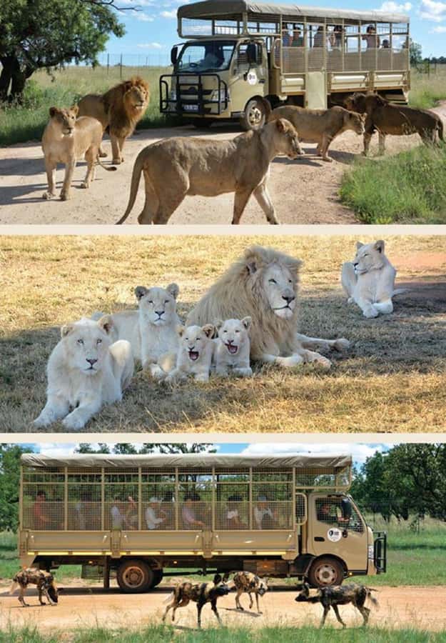 Lion Park Tour in Open Safari Vehicle - Practical Stuff That Can Save Your Day