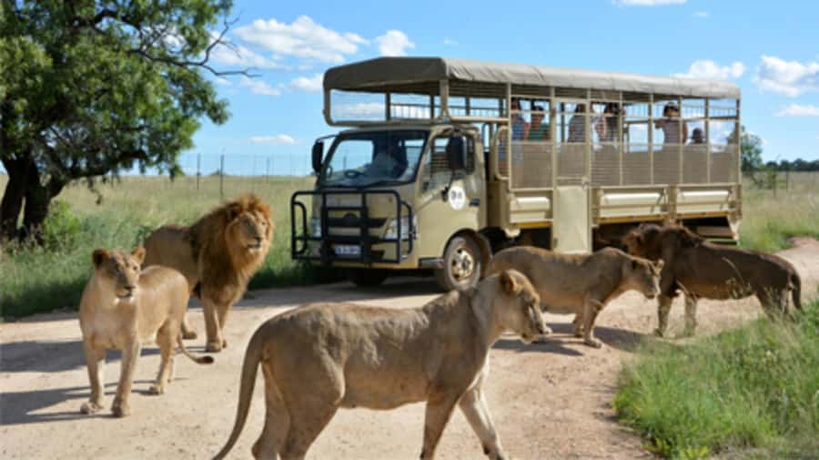Lion Park Tour in Open Safari Vehicle - Who This Tour Suits (and Who Might Want More)