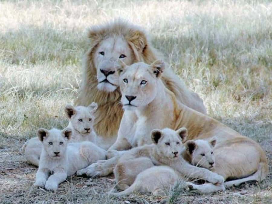 Lion Park Tour in Open Safari Vehicle - Getting There From North West: The Drive That Sets the Tone