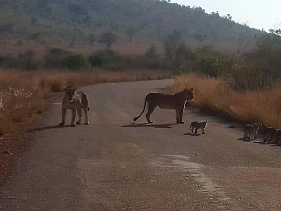 Lion park - The day schedule, from 8:00 pickup to the 13:00 drop-off