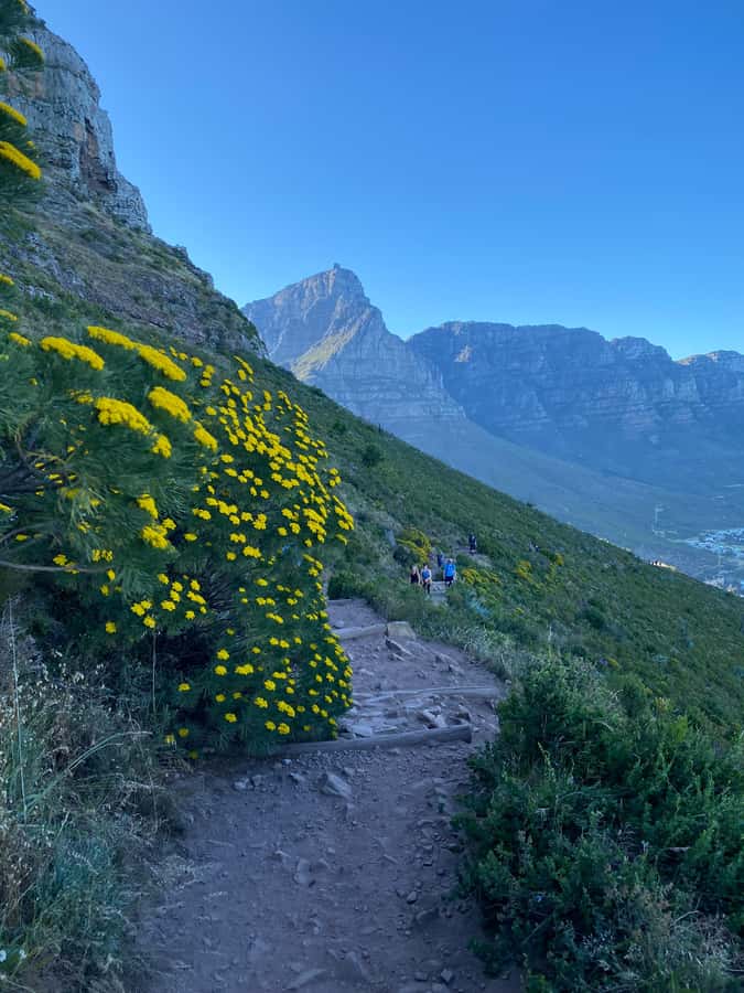 Lion's Head Hike: Cape Town - Sunrise or Sunset Hike - Ocean, City, and Table Mountain Views, Delivered in Moving Frames