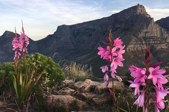 Lion's Head Sunset Hike in Cape Town - Why Lion’s Head Sunset Views Feel Better Than a Straight Table Mountain Lookout