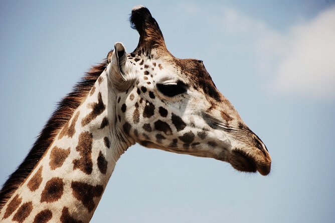Lion & Safari Park - Lion and Safari Park Pretoria: a practical safari day near the city