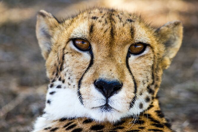 Lion & Safari Park - Which animals you might see, and how to spot them well