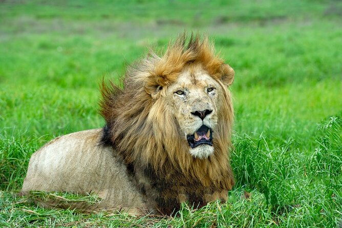 Lion & Safari Park - The guide makes the difference, especially for first-time safari folks