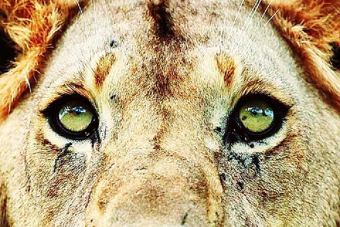 Lion safari park tour(Half-day) - Key Things I’d Mark on Your Checklist