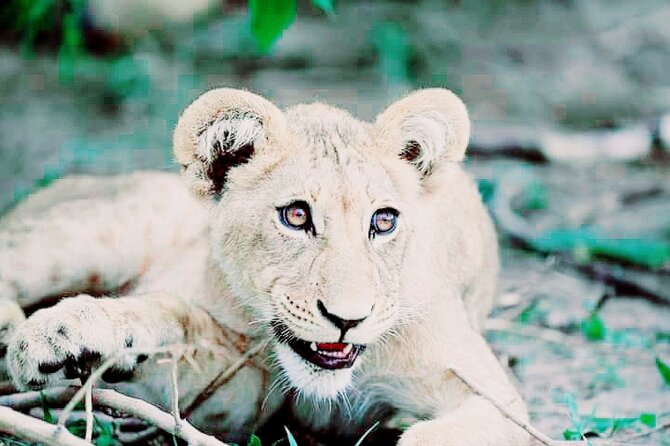 Lion safari park tour(Half-day) - Five Hours of Wildlife: Hartbeespoort Timing From Johannesburg