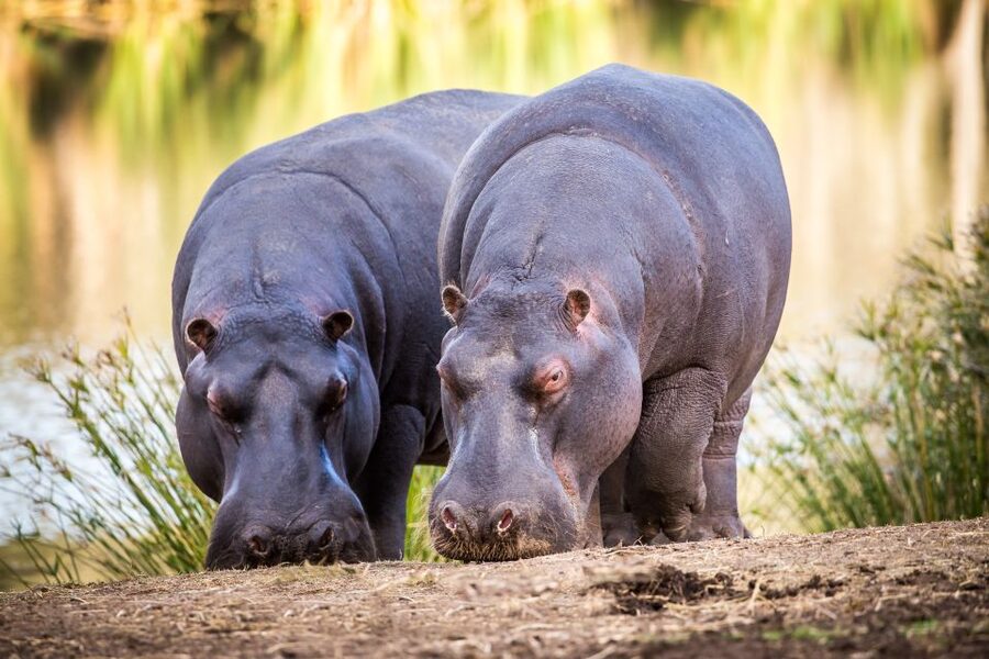 Little Brak River: Botlierskop Guided Game Drive - Key Highlights You Can Expect
